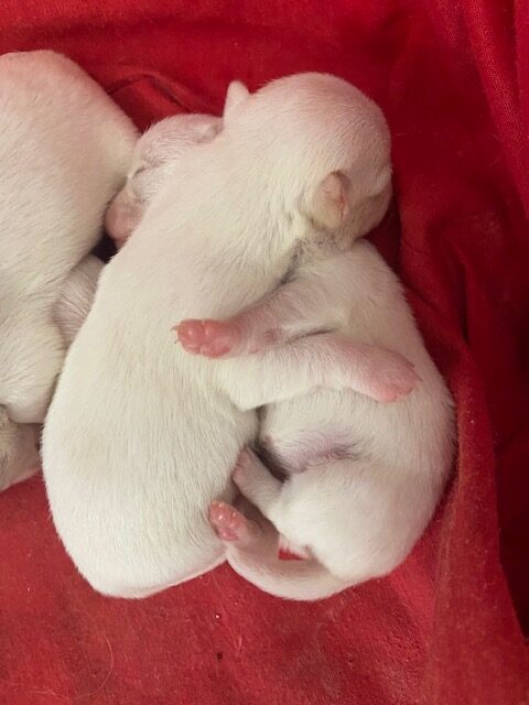 Cucciolata Maltesi con Pedigree